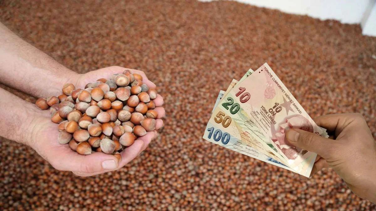 2023 Yılında Fındık Fiyatlarında Artış Beklentisi