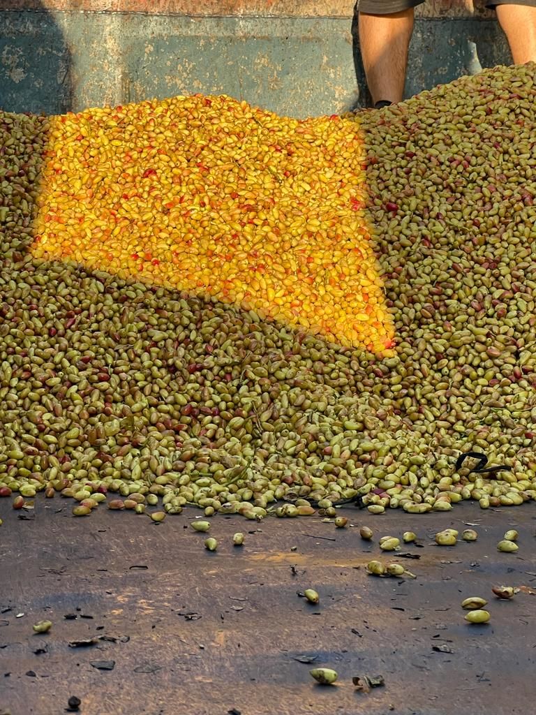 Antep Fıstığı Hasat Dönemi